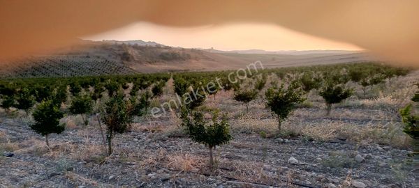 Bozcalarda Satilik 100 Donum W.murcott Bahcesi