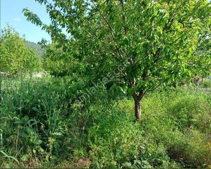 Kirazlı'da 2 Adet Yan Yana Kiraz Bahçesi