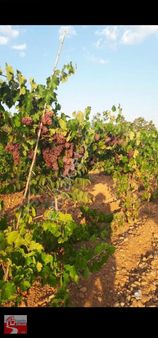 Metin Emlak'tan Çal Akkent'de Bahçe