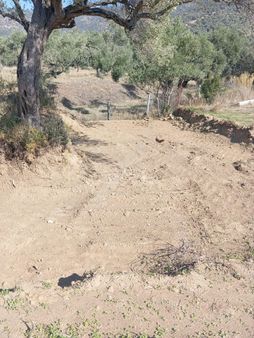 9 Ağaçlı Tek Tapu Zeytinlik