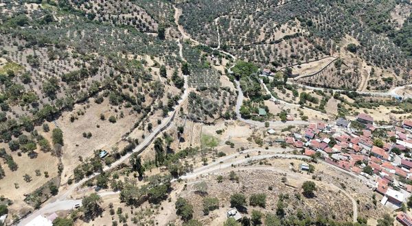 Balıkesir Burhaniye Dutluca Mahallesinde Yatırımlık Zeytinlik