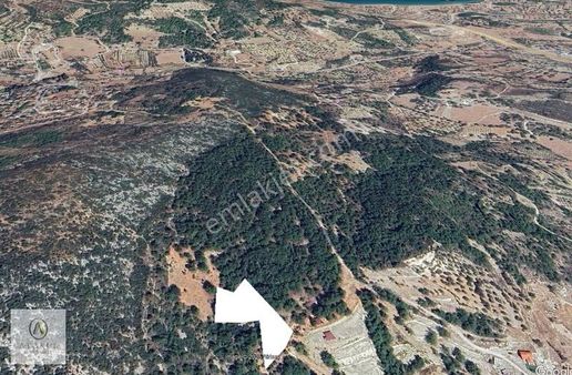 Atakul Gayrimenkul-mordoğan'da 3.700m2 Tek Tapu Zeytinli Tarla