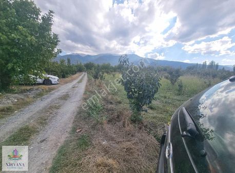 Honaz Cumhureiyette 9.5 Dönüm Kiraz Ve Cennet Elması Bahçesi