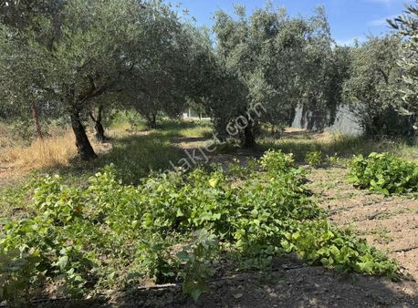 Dostlardan Satılık Efendide Hobi Bahçesi