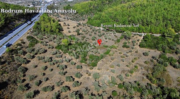 Milas Meşelik'te Havaalanına Yakın Kadastro Yola Cepheli Tarla