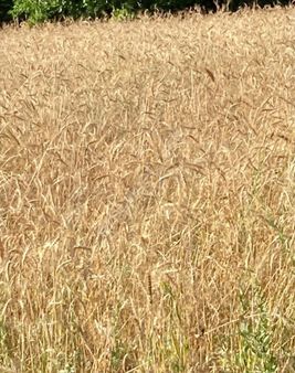 Sıfır Ev İlk Siz Oturacaksınız Yerden Isıtmalı Balkonlu