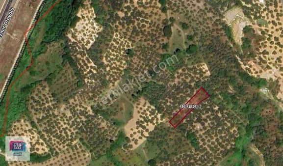 Dialog Adres'ten Bursa Orhangazi Yeniköy'de Satılık Zeytinlik