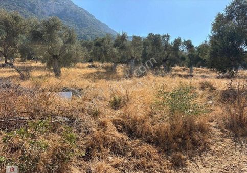 Bodrum Gölköy Kiralık Tarla