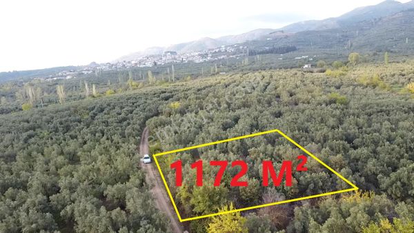 Beka Gayrimenkul'den Yeniköye 1172 M² Resmi Yol Cepheli Zeytinlik