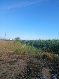 Yol Su Elektriksorunu Olmayan Sera Avokado Ejder Yaban Mersini Yapmaya Uygun Arazi