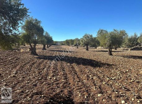 Kilis Merkez'de Fırsat Arazi