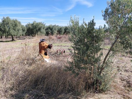Akhisar Mecidiye De Satılık Asvalta Sıfır 17.500 M2 Trile Zeytinlik