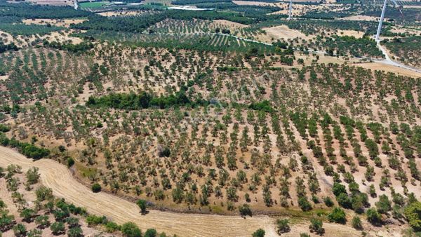 Çanakkale Ezine Üvecik Köyünde 8.694 M2 Tarla !