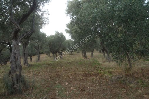İzmir Torbalı Gold Emlaktan Satılık Kıymetli Zeytinli Tarla