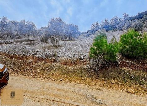 Zeytinköyde, Akbük Sahile 10 Km, Kadastrol Yolu Olan Arazi