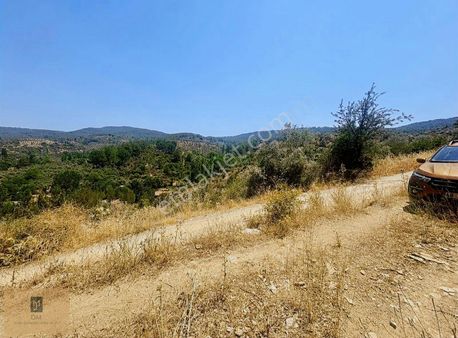 Yeşilyurt Piside İçerisinde Zeytin Ağaçları Bulunan Fırsat Tarla