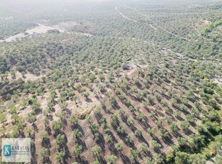 Karataş | Ayvalık'ta Satılık 107 Dönüm Fırsat Fiyat Zeytinlik