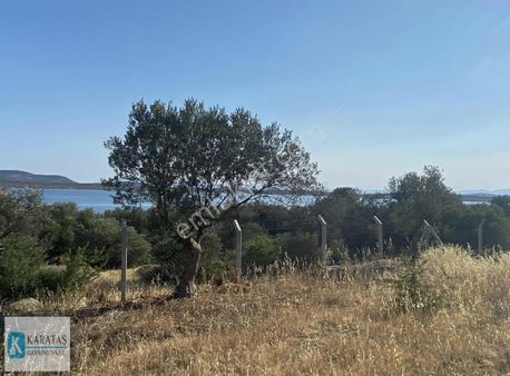 Karataş | Cunda Adasında Satılık Deniz Manzaralı Zeytinlik