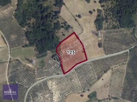 Hançerlide Asfalta Cephe 13.350 M² Yatırımlık Zeytinlik