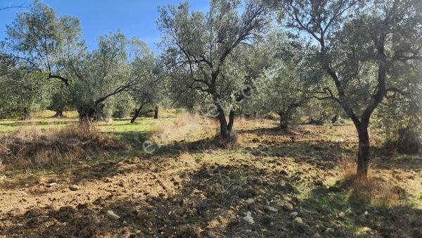 Gömeç Dursunlu'da Satılık 2927 M² Zeytinlik