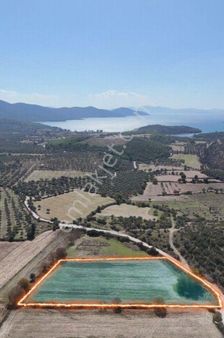 Milas Kazıklı'da Denize 1.5 Km² Ana Yola Sıfır Tarla