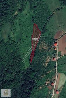 Truva'dan Samsun Atakum Kurugökçe'de Satılık Fındık Bahçesi