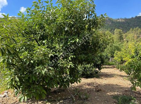 Satılık 8.300 M2 Avakado Ve Zeytin Bahçesi Fırsat Tarla