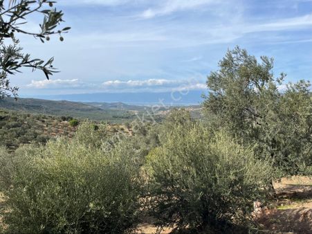 Deniz Manzaralı Satılık Zeytinlik
