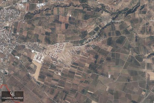 Satılık Zeytinlik Manisa Sancaklıbozköy