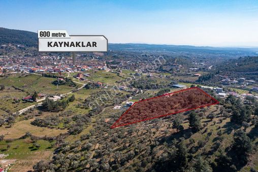 İzmir Buca 29 Ekim Mah. Kaynaklar Merkeze Yakın 9.073 M² Satılık Zeytinli Tarla