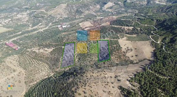 Aydın Kuyucak Yamalak Mahallesinde Satılık 26796 M² Tarla