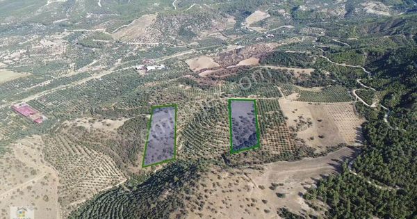 Aydın Kuyucak Yamalak Mahallesinde Satılık 26796 M² Tarla