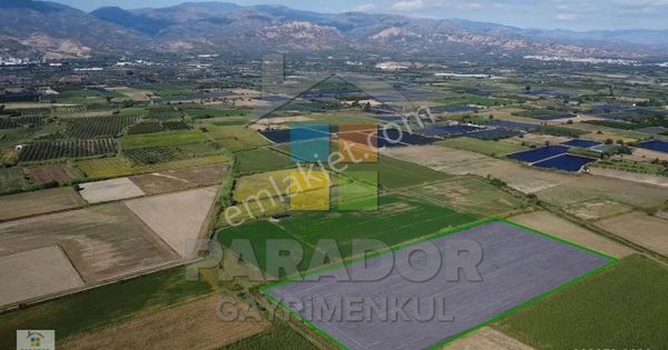 Aydın Sultanhisar Atça Mahallesinde Satılık 31114 M² Tarla