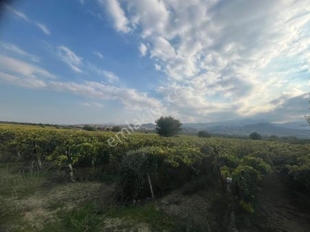 Salihli Erdem Emlaktan Satılık Beyliklide 4 Dönüm Üzüm Bağı