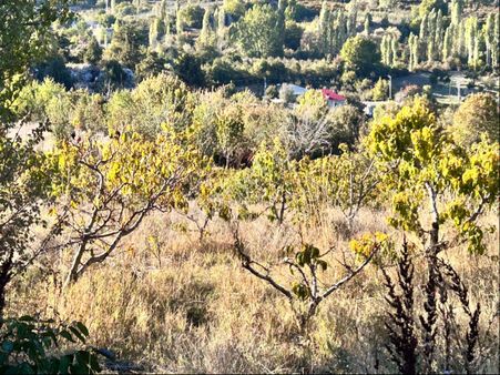 Sorgunda Satılık Şeftali Bahçesi