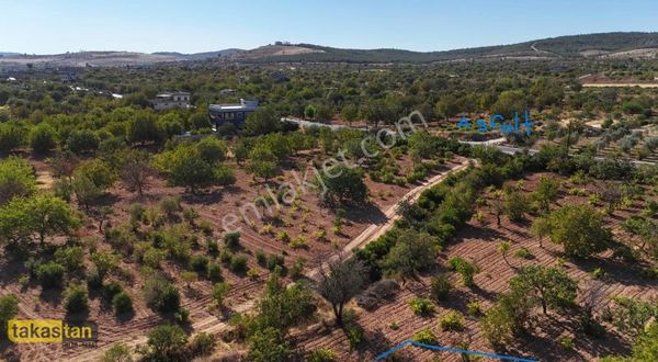 Suboğazı Tek Tapu Şehre 5 Dk Mahsüllü Ceviz Ağacı Fırsat Arazi