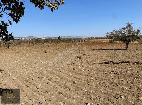 Gold'dan Satılık Gümrük Yola 2dk Fıstıklık Yolüstü Elk. Su Var