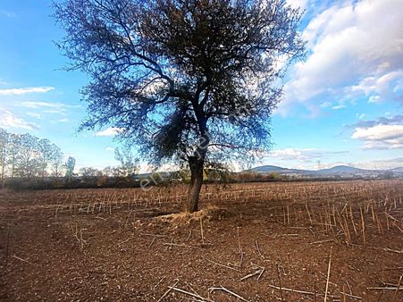 Kardeşten Çan Derenti'de Yenice Yoluna Yakın 27.566 M² Tarla