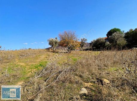 Seferihisar Orhanlı Köyünde Satılık Zeytinlik