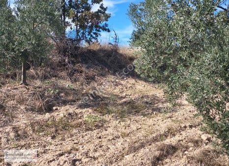 Muğla Menteşe Esençayda Satılık 3702m2 Yatırımlık Tarla