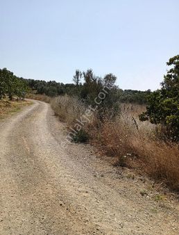 Mudanya Mirzaobada Satılık 12 Dönüm Tarla