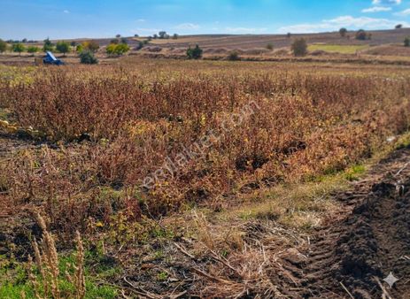 C21 Loca’dan Kahramankazan’da Doğayla İç İç Satılık Tarla