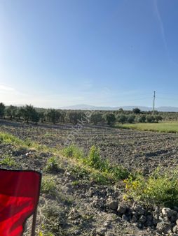 Ballıca Mah Satılık Zeytinlik Müstakil Tapu