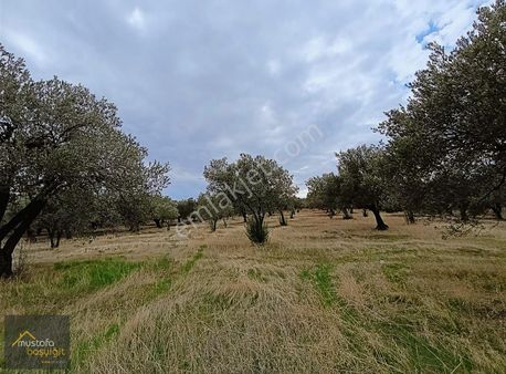 Mustafa Başyiğit Emlaktan Satılık Süleymanlı'da Zeytinlik