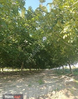 Denizli Kocabaşta Ceviz Tarlası