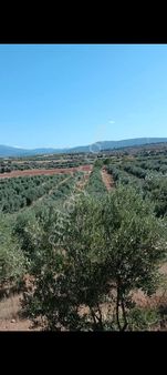 📍 Aydın / Karacasu – Geyre Mahallesi 🌿 Satılık 43 Dekar Zeytinlik