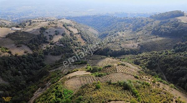 Çınaralanda Satılık 3632 M2 Fındık Bahçesi Son Fiyat