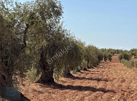 Kilis M.abdi Bulut Tapulı Satılık Zeytinlik