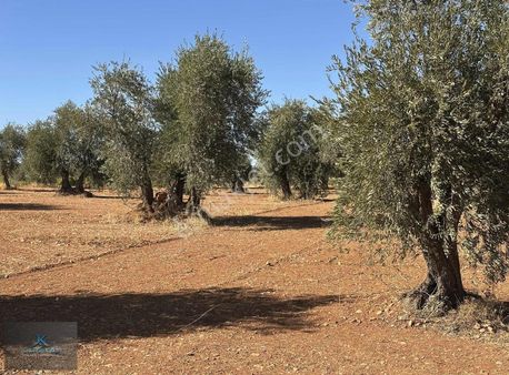 Kilis M.abdi Bulut Tapulu 4.157 M2 Satılık Zeytinlik