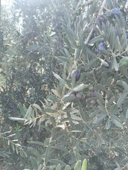 Manisa Salihli Sat Zetinlik